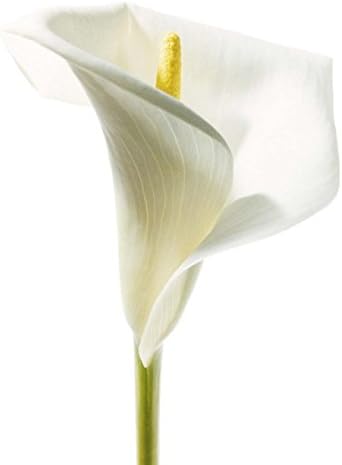 Lilly in Bloom I - 40x50 Art Print