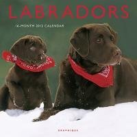 Labradors 2012. Broschürenkalender: 16-Month Calendar