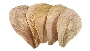 MAGI Indian 10 Natural Dried Almond Leaves, A+ Catappa, Ketapang for Betta Shrimp Discus Tetra Crab for Aquarium and Medicinal use,Standard Size