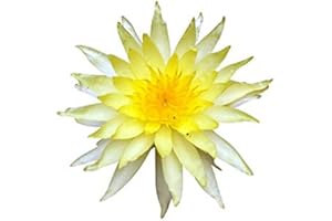 SAMENCHILISHOP (IMMER NUR EINMAL VERSAND) Gelbe Seerose "Nymphaea" 10 Samen (Für Teich und Aquarium) + Anzuchtanleitung