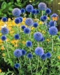 Blaue Kugeldistel 20 Samen - Echinops ritro