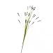 Produktbild Künstliches Bärenfellgras Blütenrispen KENAI, grün, 70 cm, Ø 20 cm - Deko Grasbusch / Kunst Gras - artplants