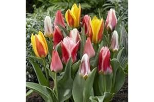 50 Mixed Dwarf Rockery Tulip Bulbs - Millthorpe Plant Centre - Early Flowering