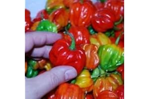 ASTONISH Pacchetto semi: Peperone dolce"Aji Dulce # 2" - (20 Semi) del Venezuela, dolce, saporito -rari