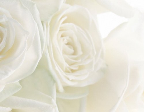 Fototapete Tür Papier No.20 ‚WEDDING ROSES‘ 100x210cm Foto Tapeten Blumen Rosen , Größe:210cm x 100cm - 3