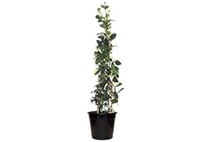 GENERICO Pianta di rincospermum jasminoides falso gelsomino rampicante h 150 cm vaso 17 cm AMDGarden FOTO REALE