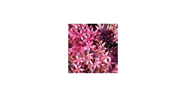 Teppich Fettblatt Fuldaglut Sedum Spurium Fuldaglut Amazon