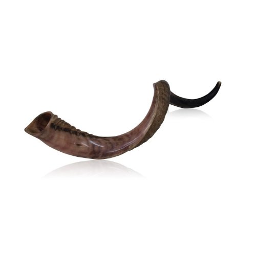 Pulido media Judaica World Of media bocina Shofar Kudu yemenita Natural