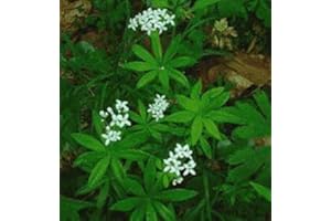 HORTIFLOR BUREAU Asperule odorante blanche (Belle Etoile) Gallium odoratum (lot de 3 pieds)