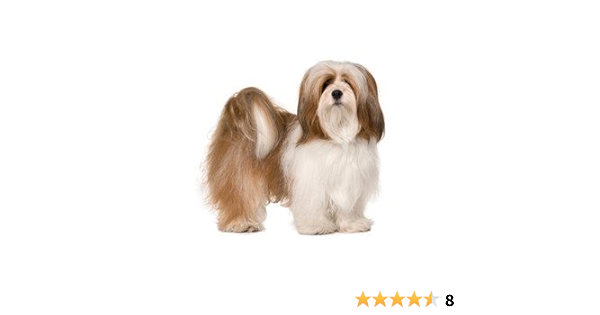 best clippers for lhasa apso