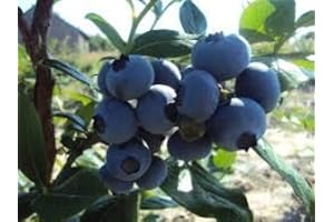 VIVAI VALTELLINA 3 X MIRTILLO GIGANTE AMERICANO 2 ANNI, 3 MATURAZIONI 50-70CM