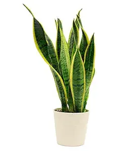 CAPPL Sanseveria | Snake Plant (Pot Included) Air Purifier with 5 Gram Fertilizer Free (Pot Color May Vary)