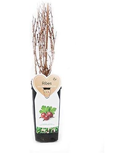 2 Piante Di Uva Spina Rossa In Vaso 11 Cm - Per Orto O Balcone - Foto 8