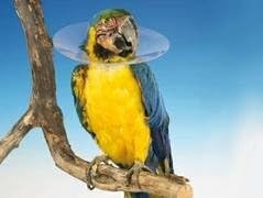 Collar Buster Bird Combi273372