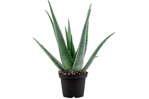 DECOALIVE 8436601570390 Aloe Planta Suculenta de Interior y Exterior, 30 cm