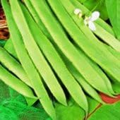 Runner bean plants - 'White Lady' 6 X MEDIUM plugs.