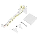 45cm Human Spine Model, Removable Flexible Vertebral Column Model for Skeleton Anatomy Study Teaching