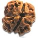 2 Mukhi Rudraksha / Two Face Rudraksh - Indian Bead - Lab Certified RS.689.00