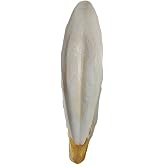 PureCanpati L Boy Kalamar Kemiği(İri Boy 10-15 cm aralığında)