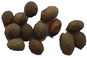 SVI Palma bottiglia (Hyophorbe Hyophorbe) 5 semi