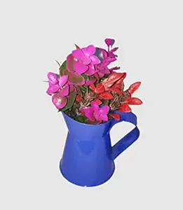 TNZ Creations 2 in 1 Metal Watering Can and Plant Pot Small Size. This Adorable Watering can Help You in The Garden Promote Fun