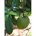 Soursop Fresh Dry Leaves (200 Leaves)- rare medical Health Suppliment dry leaves