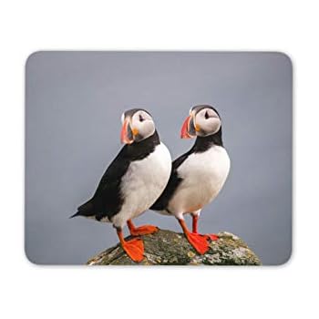 British Birds – cinciarella – Qualità del mouse