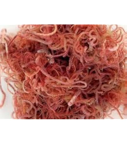 Live Tubifex Worms for Aquarium Fish: Ultimate Nutrition Boost