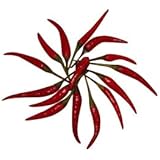 Thai-Chili (Zipfelmützenchili) 20 Samen