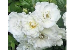 GENERIC Rosa 'The Fairy White' / Rosier Couvre-sol 'The Fairy Blanc' / Godet