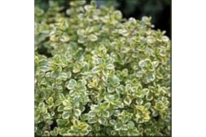 Large Lemon Thyme Plant in a 14cm Pot - for Culinary Use - Upright and Bushy Lemon Thyme Plant by plantshack