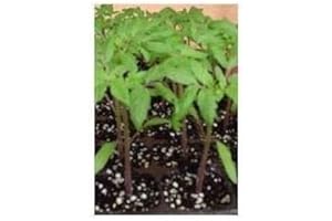 GP PLANTEL TOMATE NEGRO TIPO KUMATO 12 PLANTAS