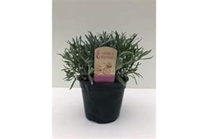 BRYNCIR GARDEN CENTRE Large Lavender Plant