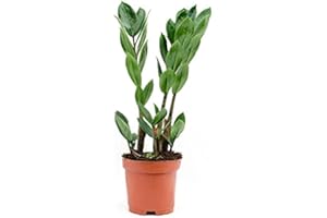 DECOALIVE Planta de Interior Zamioculcas Zamiifolia Planta Verde Natural (8436601573124)
