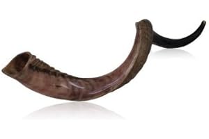 26"- 28" Poli Moitié Moitié Naturel Crêtes Kudu Corne Shofar Casher Approuvé