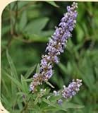 NAVALIS Nutraceuticals Corticosal Horse Nachfüllpackung...