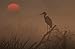 Produktbild JP London spmur1 X 1011088 JPL und riccardo Braga, eine Marke New Day Nature Silhouette Dawn Storch Vogel schälen und Stick komplett abnehmbar Wand Poster Wandbild, 91,4 x 61 cm