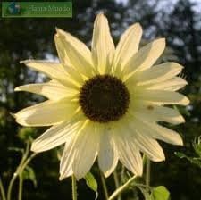 Sunflower - Vanilla Ice - 25 seeds
