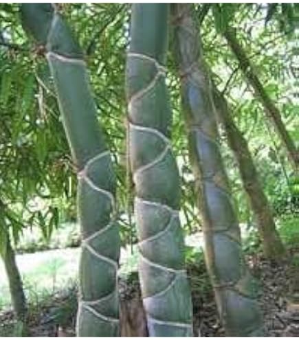bambus schreddern Bambus schwarz - Phyllostachys nigra main image 0