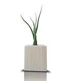 Tillandsia Caput Medusae Im Holzwürfel Blumentopf Übertopf Natur Quadrat 8cm | Tillandsien Lose Pflanzen | Luftpflanzen Deko