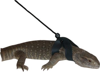 Comfort Leash (Extra Extra Large) by Josh's Frogs