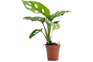 Mini Planta Natural Monstera DECOALIVE Planta de Interior Monstera Obliqua
