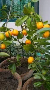 Bhajanlal Greenery Live Malta/Kinnow/Kinnu Fruit & Fruit Plant With Nursery Pot