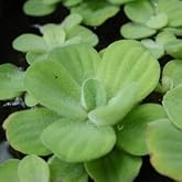 Su Marulu Su &Uuml;st&uuml; Bitkisi Suyu Filtreler, Temizler Pistia 1 Adet 7-10 cm Akvaryum Bitkisi