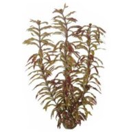 Superfish Easy Plant High 30cm (No 3)