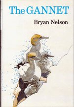 Gannet Gannet