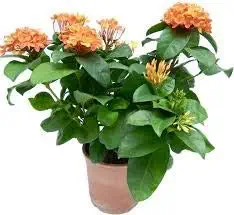 SJ STOCKS Ixora Live Plant Taiwanese Dwarf Red Ixora, Chethi 1 Healthy Live Plant on Poly Bag