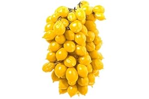 GENERICO piantine da orto piantine di pomodori a citta' e pulecenella (popmodoro piennolo giallo 10 piante)