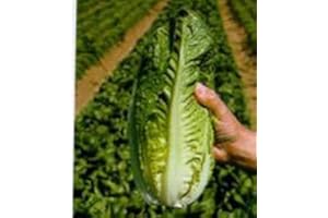 PREMIER SEEDS DIRECT - Lettuce Seeds - Romaine - Parris Island COS - 2500 Seeds (Small Garden Packs)