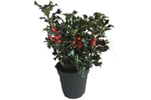 DECOALIVE Acebo o Árbol del Beso Planta Natural de Exterior